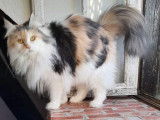 Chatte Maine Coon tricolore adulte de 7 ans mise en vente