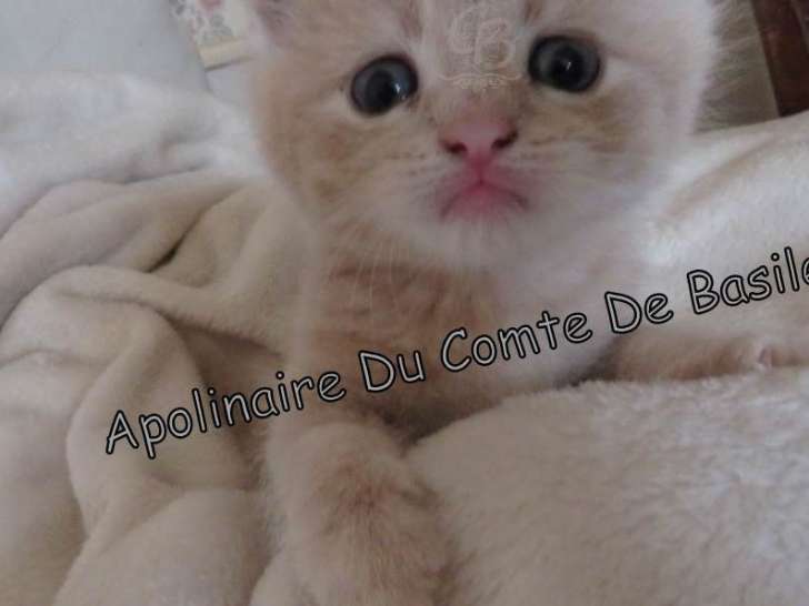1 chaton British Shorthair à réserver, mâle crème et blanc de juin 2025