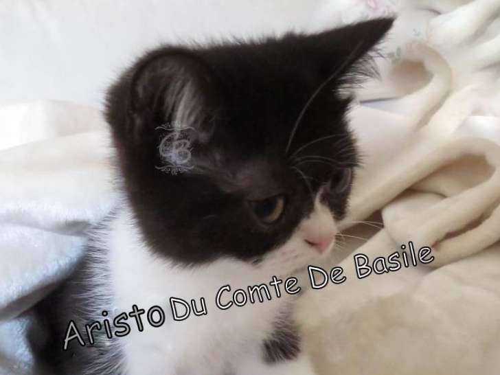 Vente d’un chaton mâle British Shorthair noir et blanc de mars 2025