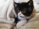 Vente d’un chaton mâle British Shorthair noir et blanc de mars 2025