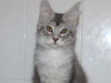 1 chaton Maine Coon LOOF mâle blue silver tabby polydactyle de mai 2025 à vendre