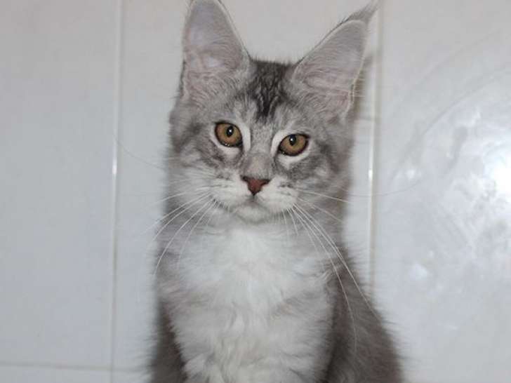 1 chaton Maine Coon LOOF mâle blue silver tabby polydactyle de mai 2025 à vendre