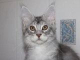 1 chaton Maine Coon LOOF mâle blue silver tabby polydactyle de mai 2025 à vendre