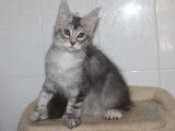 1 chaton Maine Coon LOOF mâle blue silver tabby polydactyle de mai 2025 à vendre