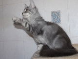 1 chaton Maine Coon LOOF mâle blue silver tabby polydactyle de mai 2025 à vendre