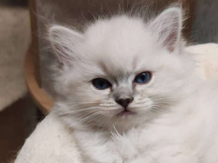 3 chatonnes Ragdolls LOOF à réserver