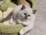 3 chatonnes Ragdolls LOOF à réserver