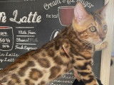 5 chatons Bengals LOOF à vendre