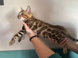 5 chatons Bengals LOOF à vendre