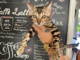 5 chatons Bengals LOOF à vendre