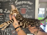 5 chatons Bengals LOOF à vendre