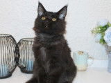Chatonnes Maine Coons LOOF à vendre