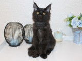 Chatonnes Maine Coons LOOF à vendre