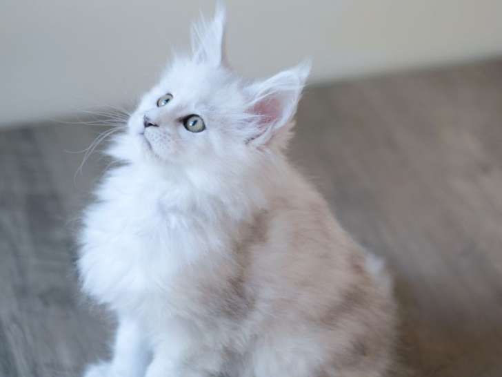 2 chatons Maine Coons LOOF à vendre