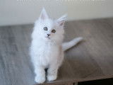 2 chatons Maine Coons LOOF à vendre