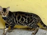 1 chat Bengal LOOF à vendre