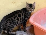 1 chat Bengal LOOF à vendre