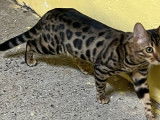 1 chat Bengal LOOF à vendre