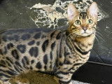 1 chat Bengal LOOF à vendre