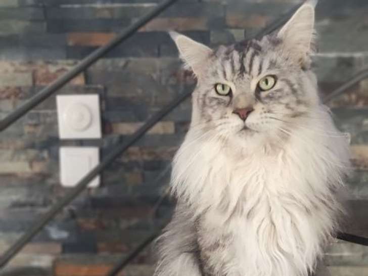 Saillie Maine Coon LOOF mâle black silver mackerel tabby polydactyle
