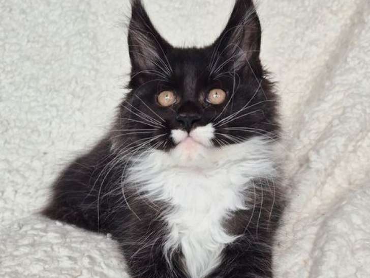 1 chaton Maine Coon LOOF mâle noir et blanc de juillet 2025 à vendre