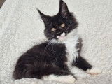 1 chaton Maine Coon LOOF mâle noir et blanc de juillet 2025 à vendre