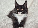1 chaton Maine Coon LOOF mâle noir et blanc de juillet 2025 à vendre