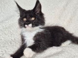1 chaton Maine Coon LOOF mâle noir et blanc de juillet 2025 à vendre