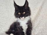 1 chaton Maine Coon LOOF mâle noir et blanc de juillet 2025 à vendre