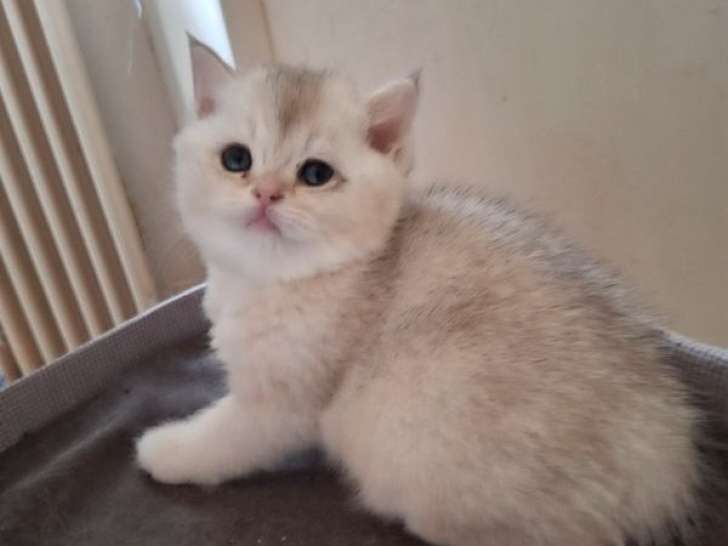 2 chatons British Shorthairs LOOF à réserver