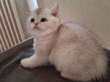 2 chatons British Shorthairs LOOF à réserver