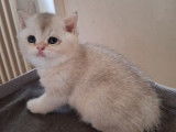 2 chatons British Shorthairs LOOF à réserver