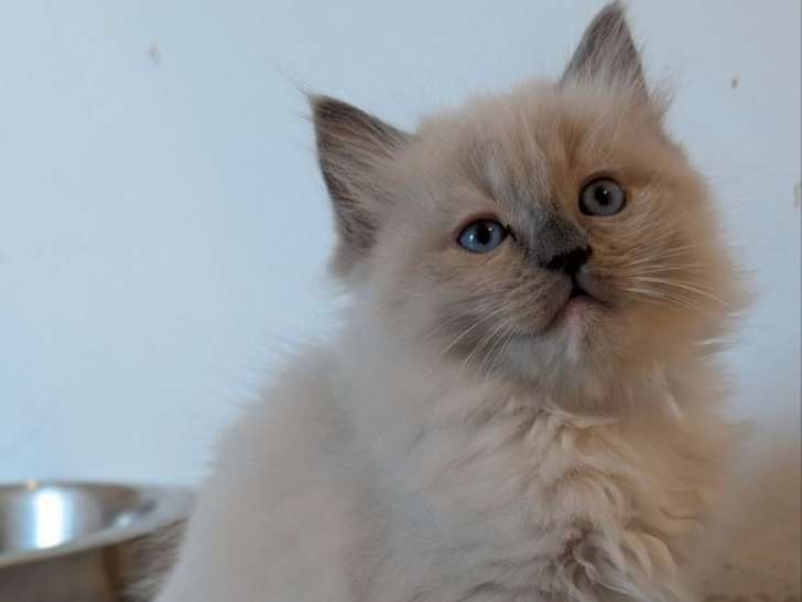 1 chaton Ragdoll LOOF mâle d’août 2025 à vendre