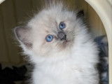 1 chaton Ragdoll LOOF mâle d’août 2025 à vendre