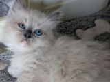 1 chaton Ragdoll LOOF mâle d’août 2025 à vendre