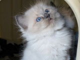 1 chaton Ragdoll LOOF mâle d’août 2025 à vendre