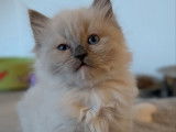 1 chaton Ragdoll LOOF mâle d’août 2025 à vendre