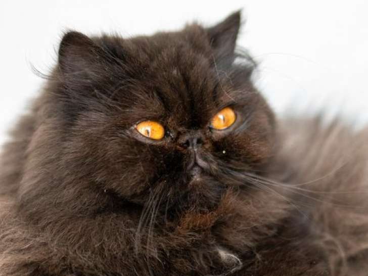 1 chatte Persane LOOF de 5 ans stérilisée à vendre
