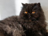 1 chatte Persane LOOF de 5 ans stérilisée à vendre