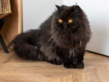 1 chatte Persane LOOF de 5 ans stérilisée à vendre