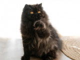 1 chatte Persane LOOF de 5 ans stérilisée à vendre
