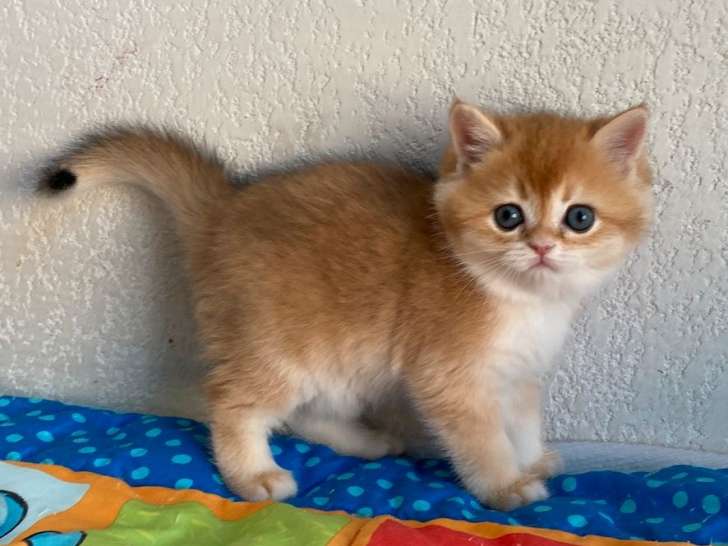 Réservation ouverte pour 1 British Shorthair LOOF femelle d’août 2025