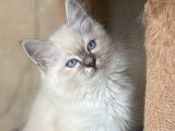 2 chatons Sacrés de Birmanie LOOF à vendre