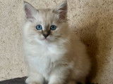 2 chatons Sacrés de Birmanie LOOF à vendre