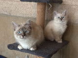 2 chatons Sacrés de Birmanie LOOF à vendre