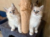 2 chatons Sacrés de Birmanie LOOF à vendre