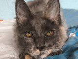 1 chaton Maine Coon LOOF polydactyle à vendre, femelle de mai 2025