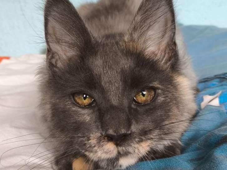 1 chaton Maine Coon LOOF polydactyle à vendre, femelle de mai 2025