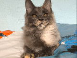 1 chaton Maine Coon LOOF polydactyle à vendre, femelle de mai 2025