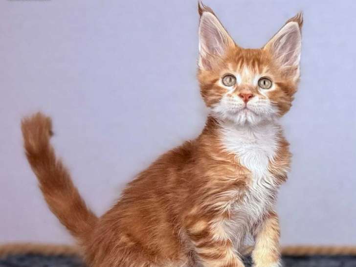 3 chatons Maine Coons LOOF à vendre, nés en juillet 2025